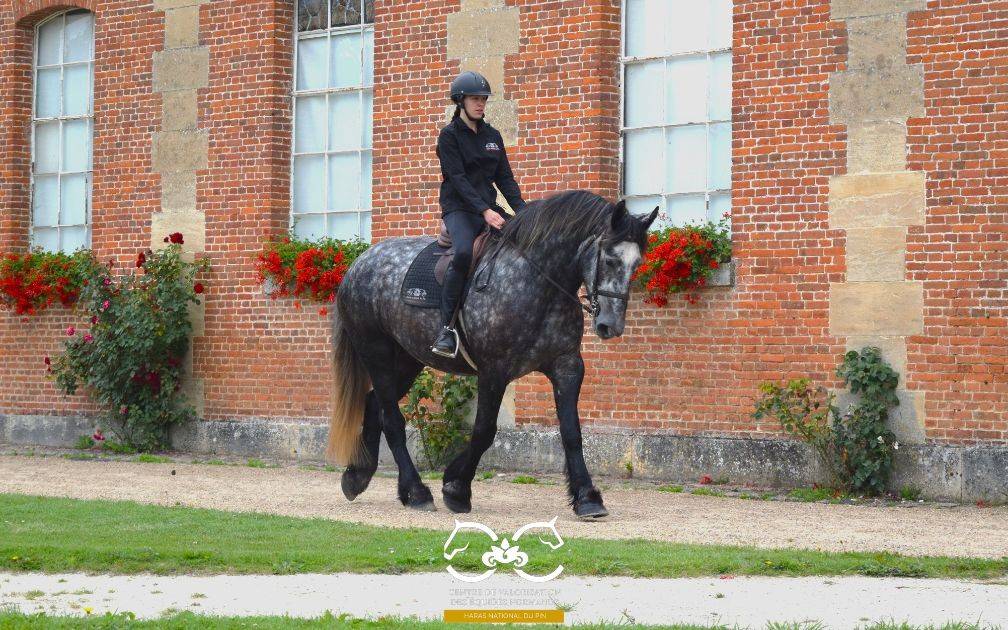 Percheron mont&eacute;