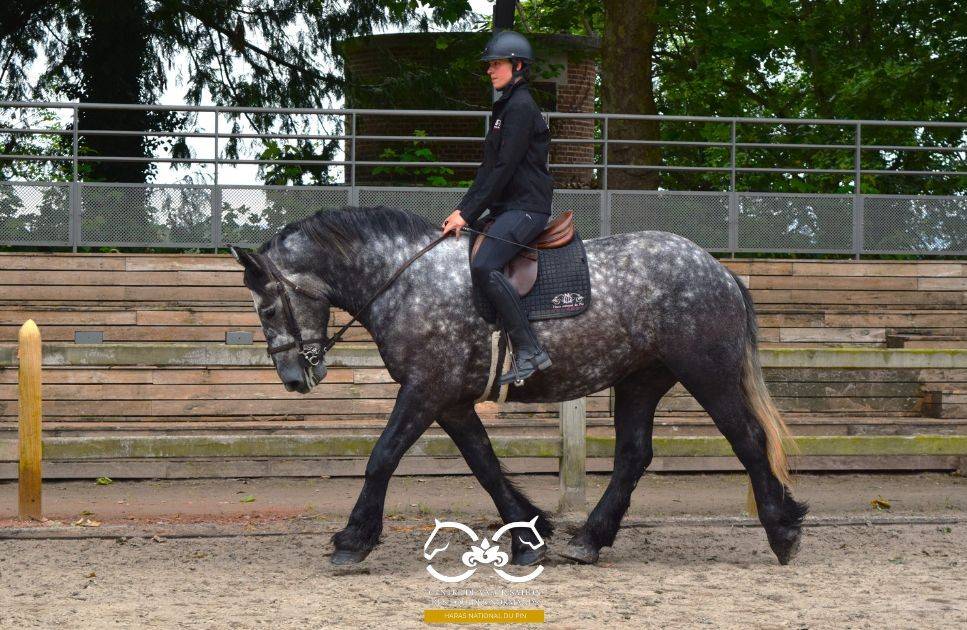 Percheron mont&eacute;