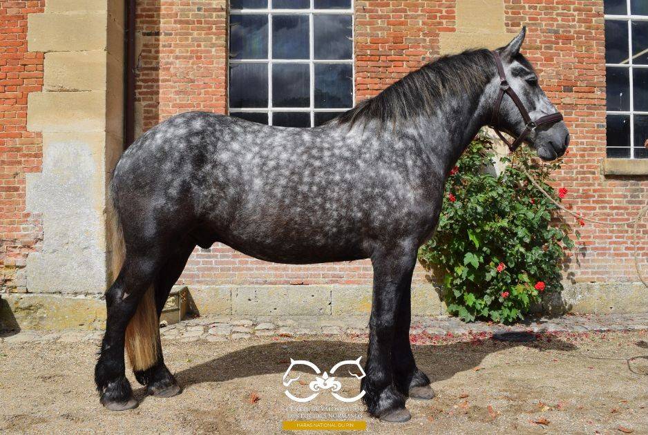 Percheron mont&eacute;