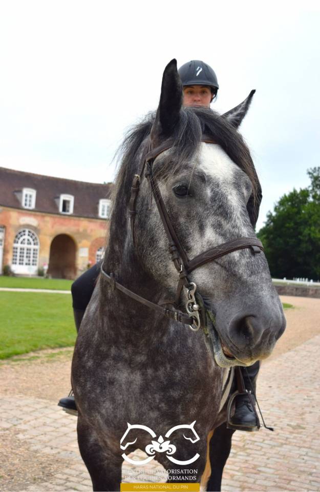 Percheron mont&eacute;