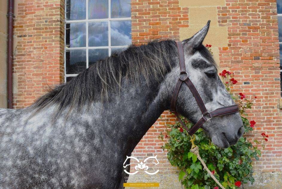 Percheron mont&eacute;