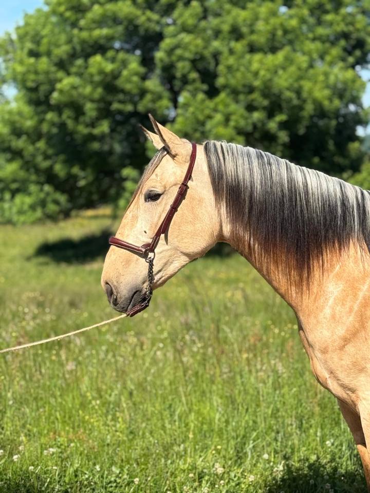 MARUJO, hongre PRE prometteur et valeur s&ucirc;re
