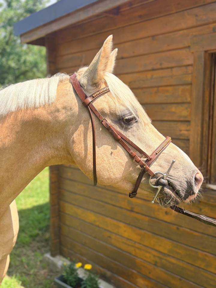 Poney D a vendre
