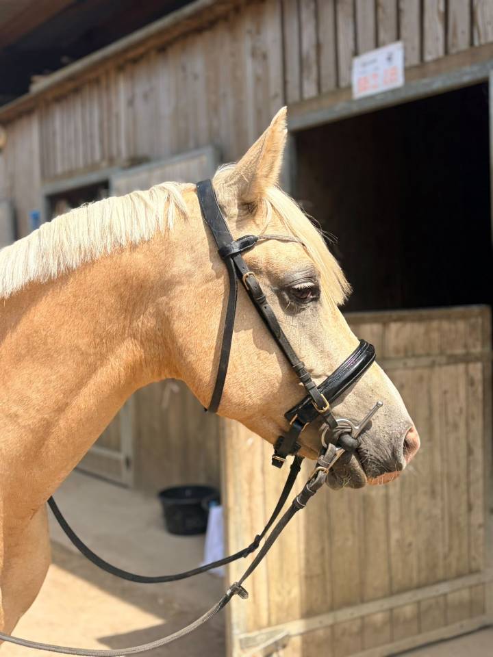 Poney D a vendre
