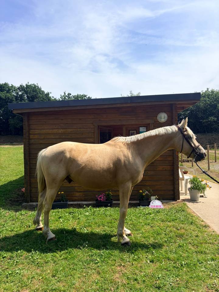 Poney D a vendre