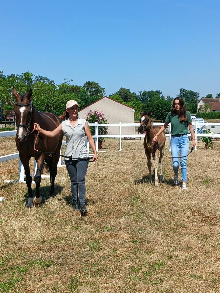 Pouliche AQPS (foal) pour courses