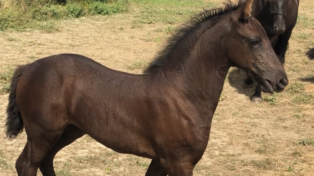 Pouliche frison PP &agrave; r&eacute;server pour fin 2026 Kees 531 AA