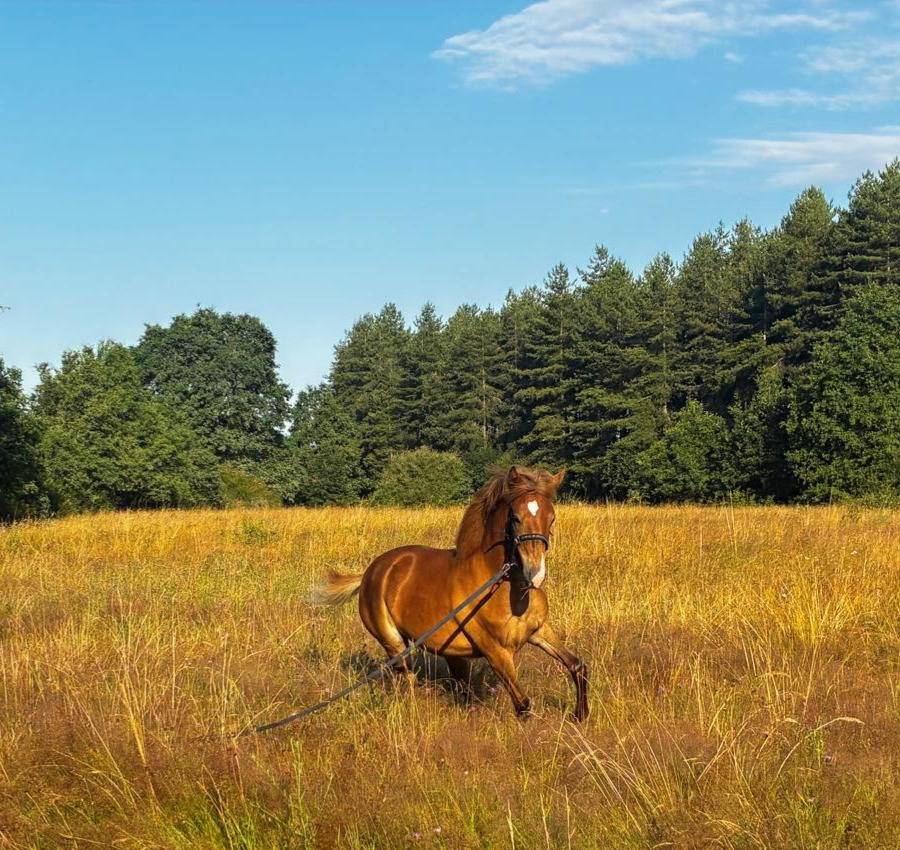 &Agrave; vendre &ndash; Pouliche Poney D 8 mois Fille de LIMONCELLO 