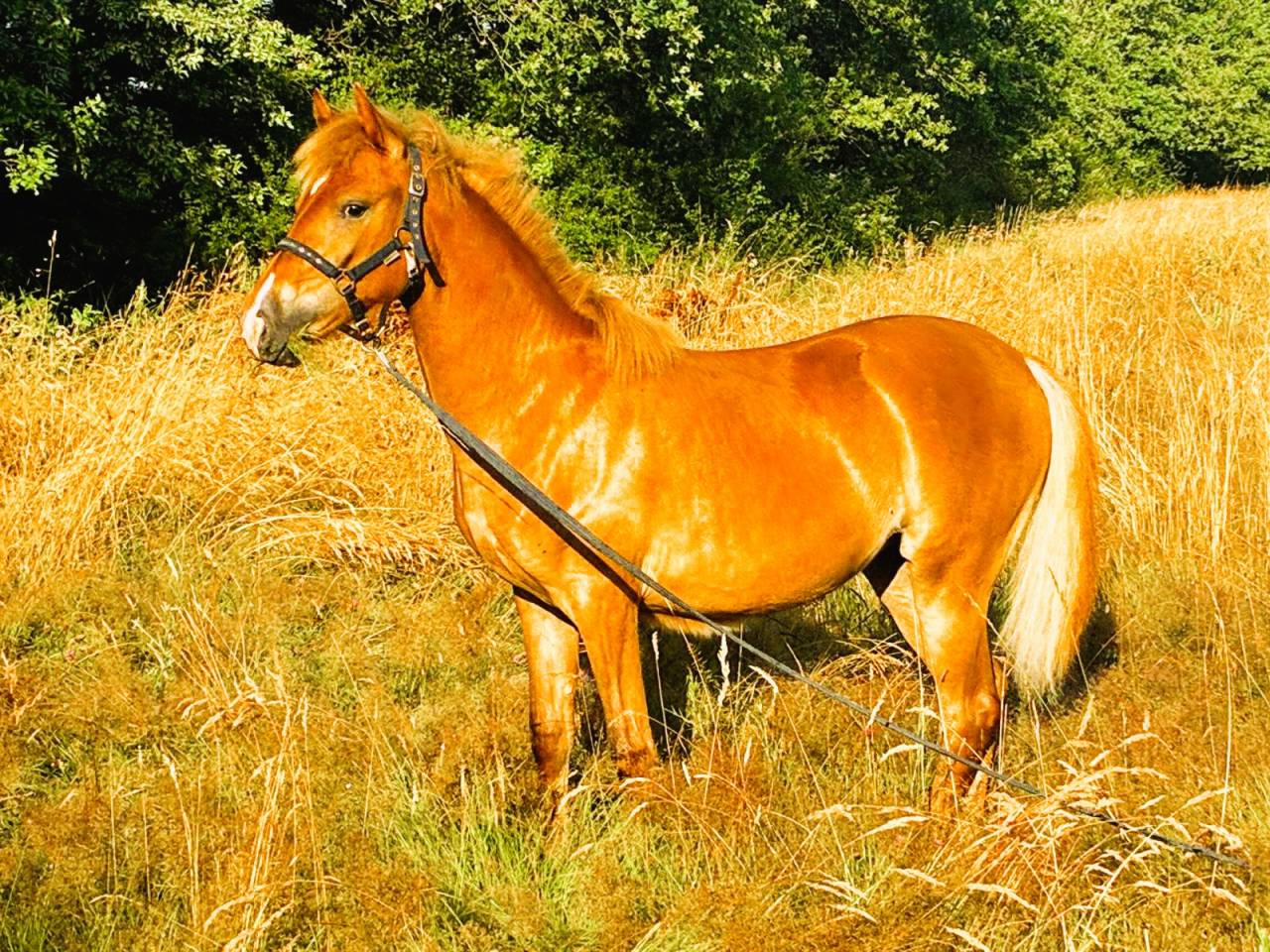 &Agrave; vendre &ndash; Pouliche Poney D 8 mois Fille de LIMONCELLO 