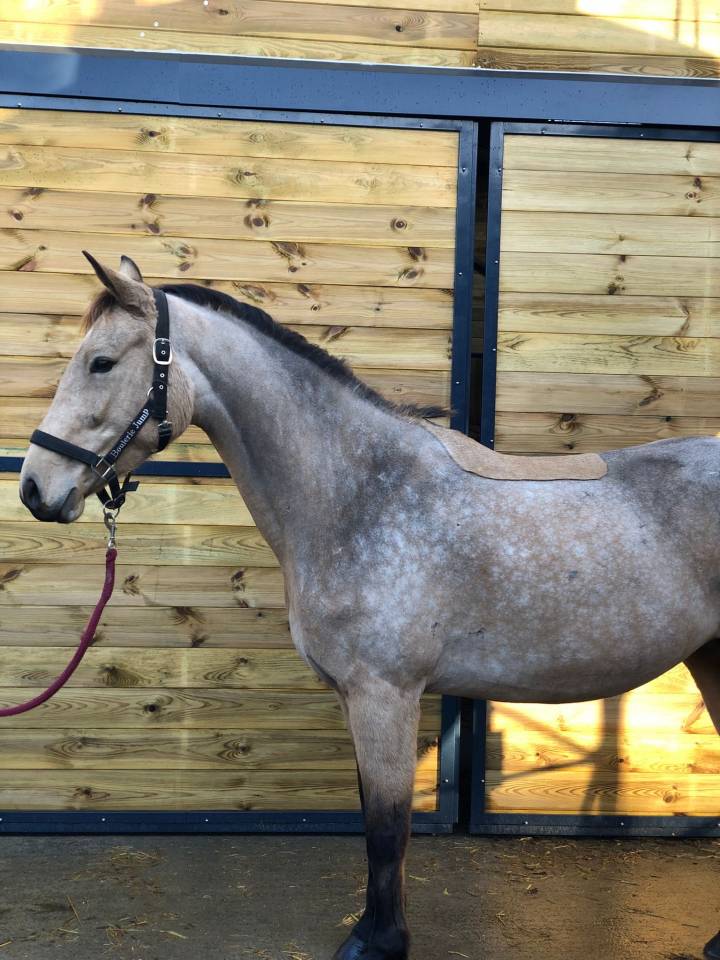 Top ponette PFS 