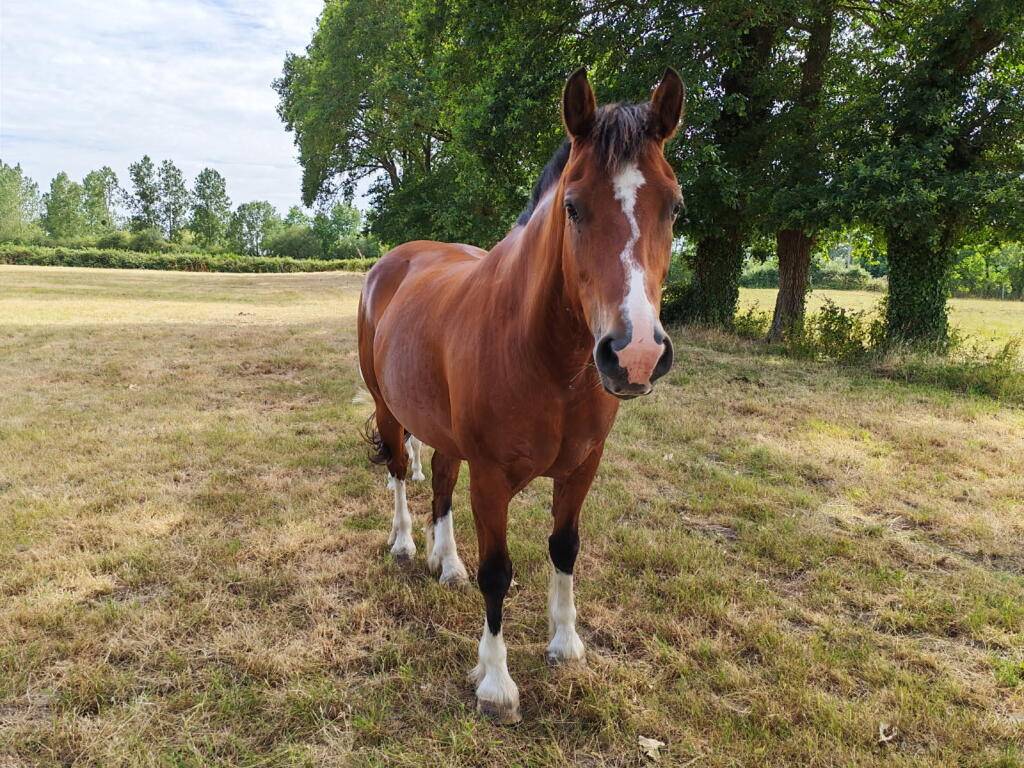 Cheval Tranche-Montagne