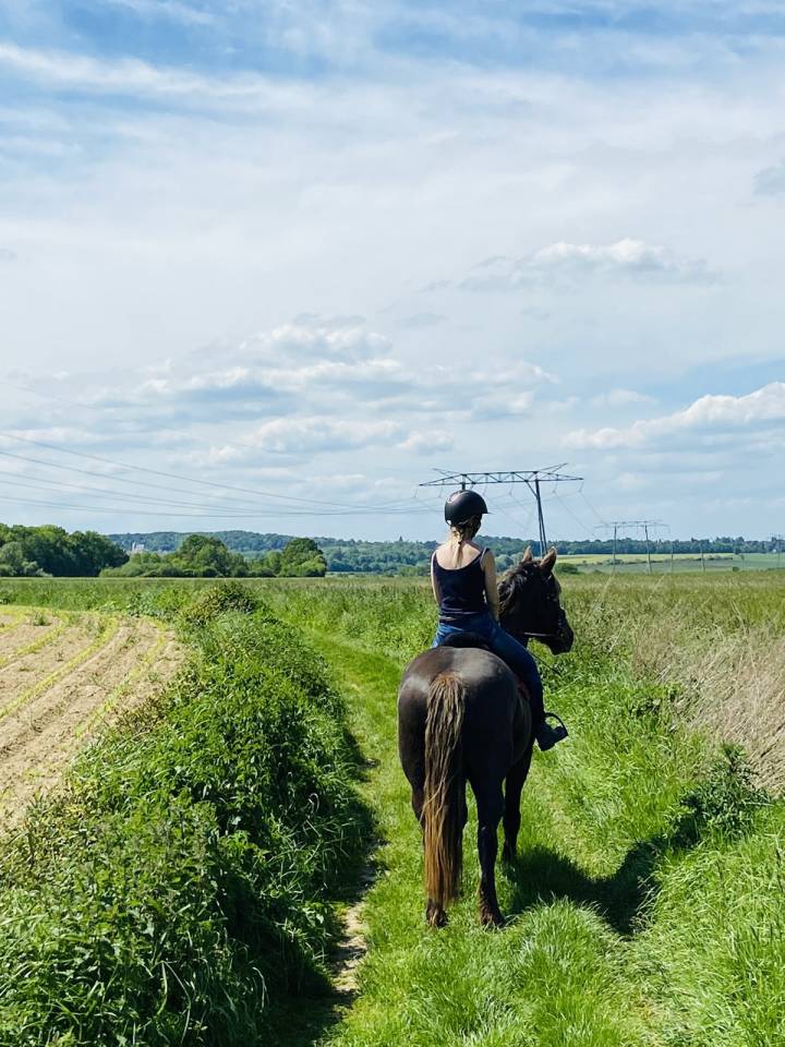 Vends cheval hongre cob crois&eacute; frison