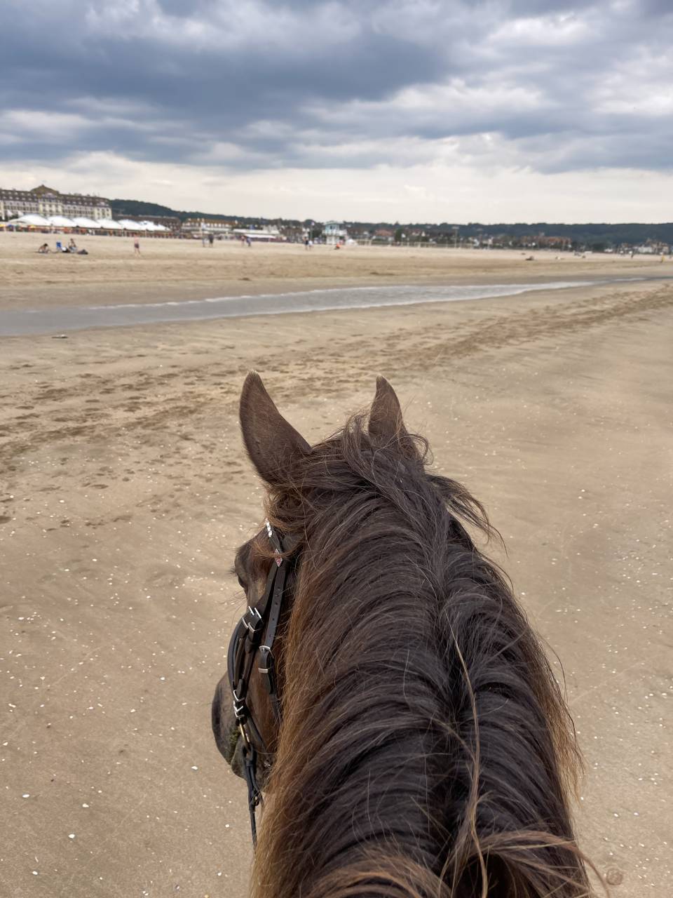 Vends cheval hongre cob crois&eacute; frison
