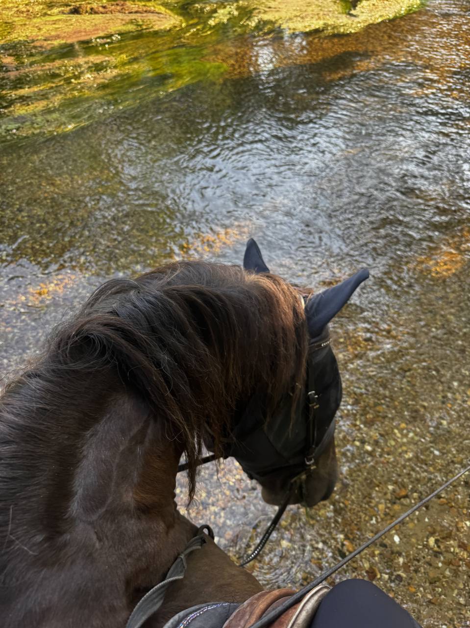 Vends cheval hongre cob crois&eacute; frison