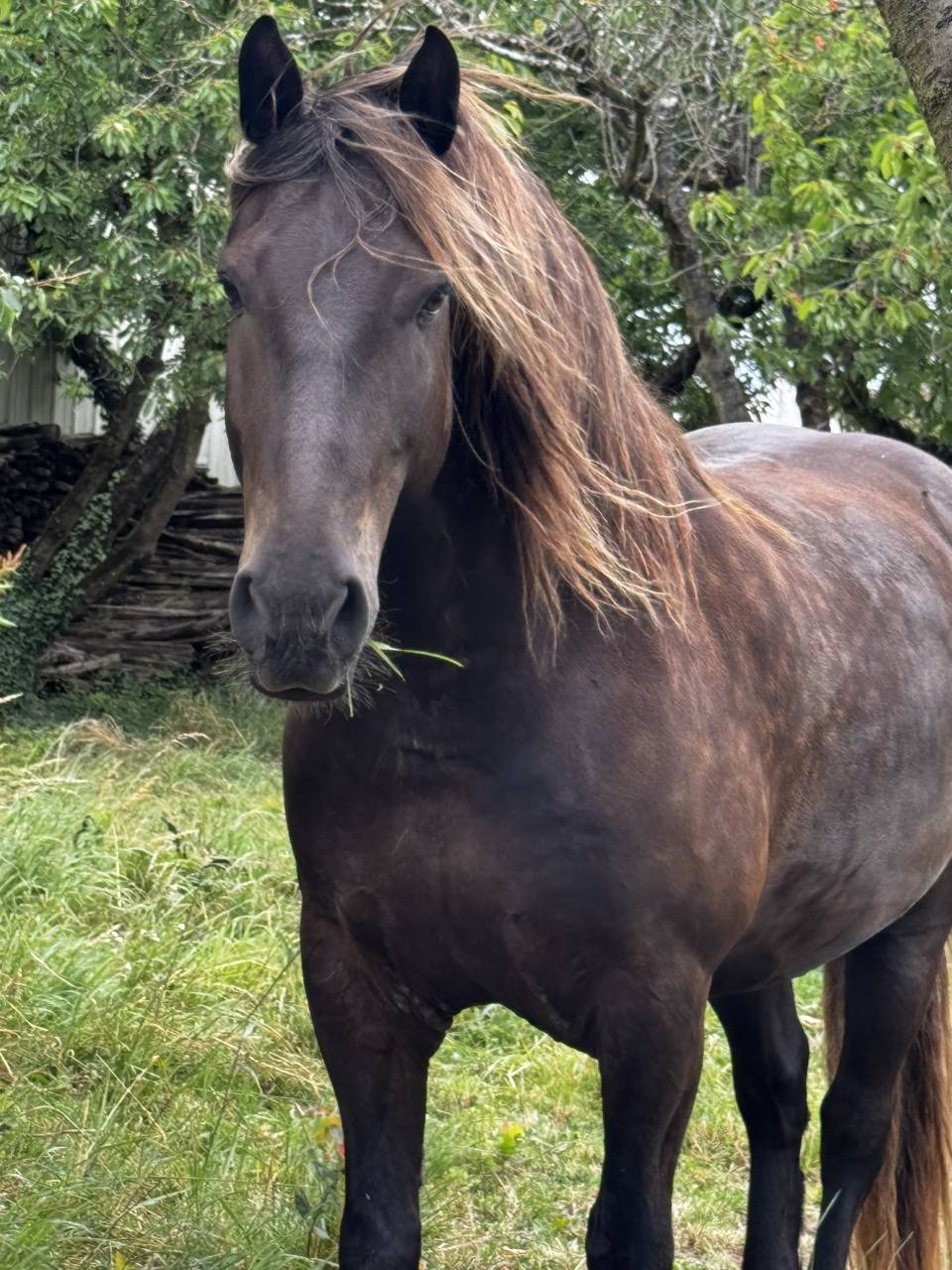 Vends cheval hongre cob crois&eacute; frison