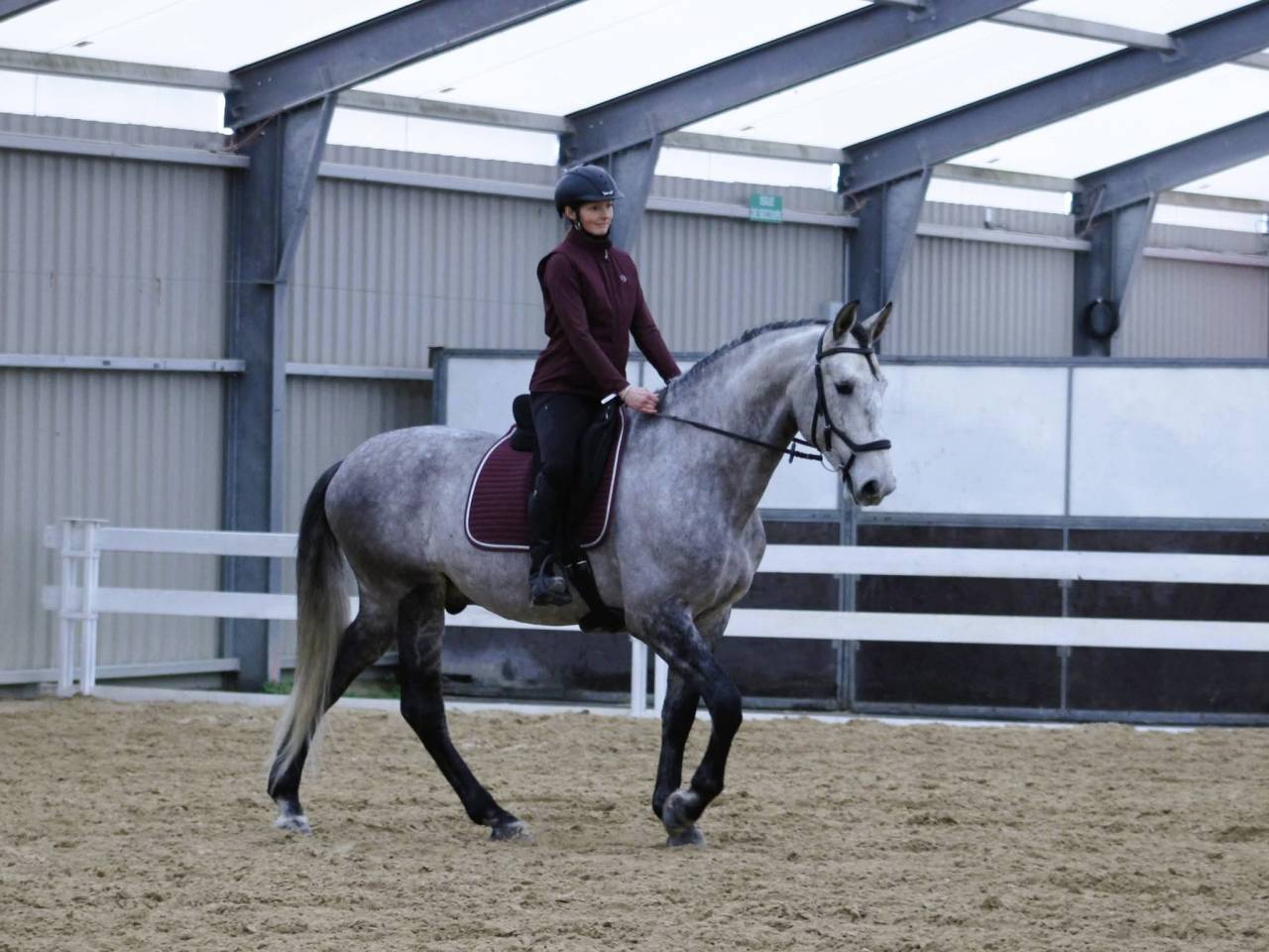 Cheval de dressage amateur 
