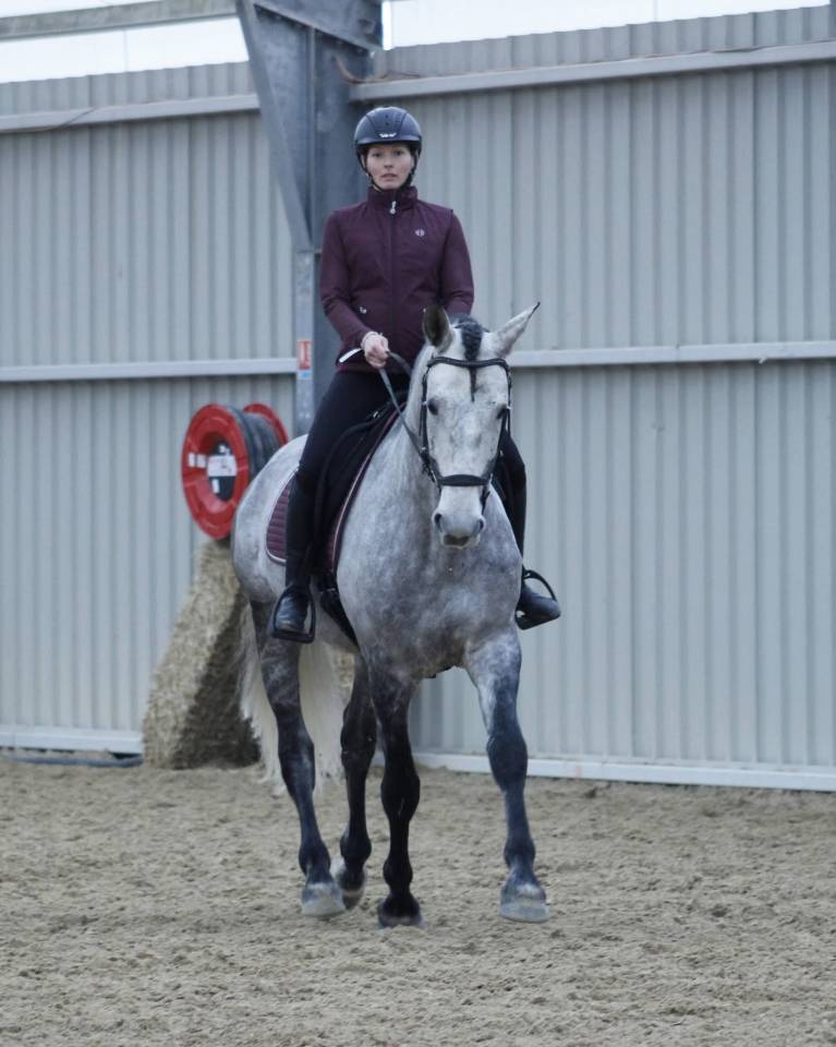 Cheval de dressage amateur 