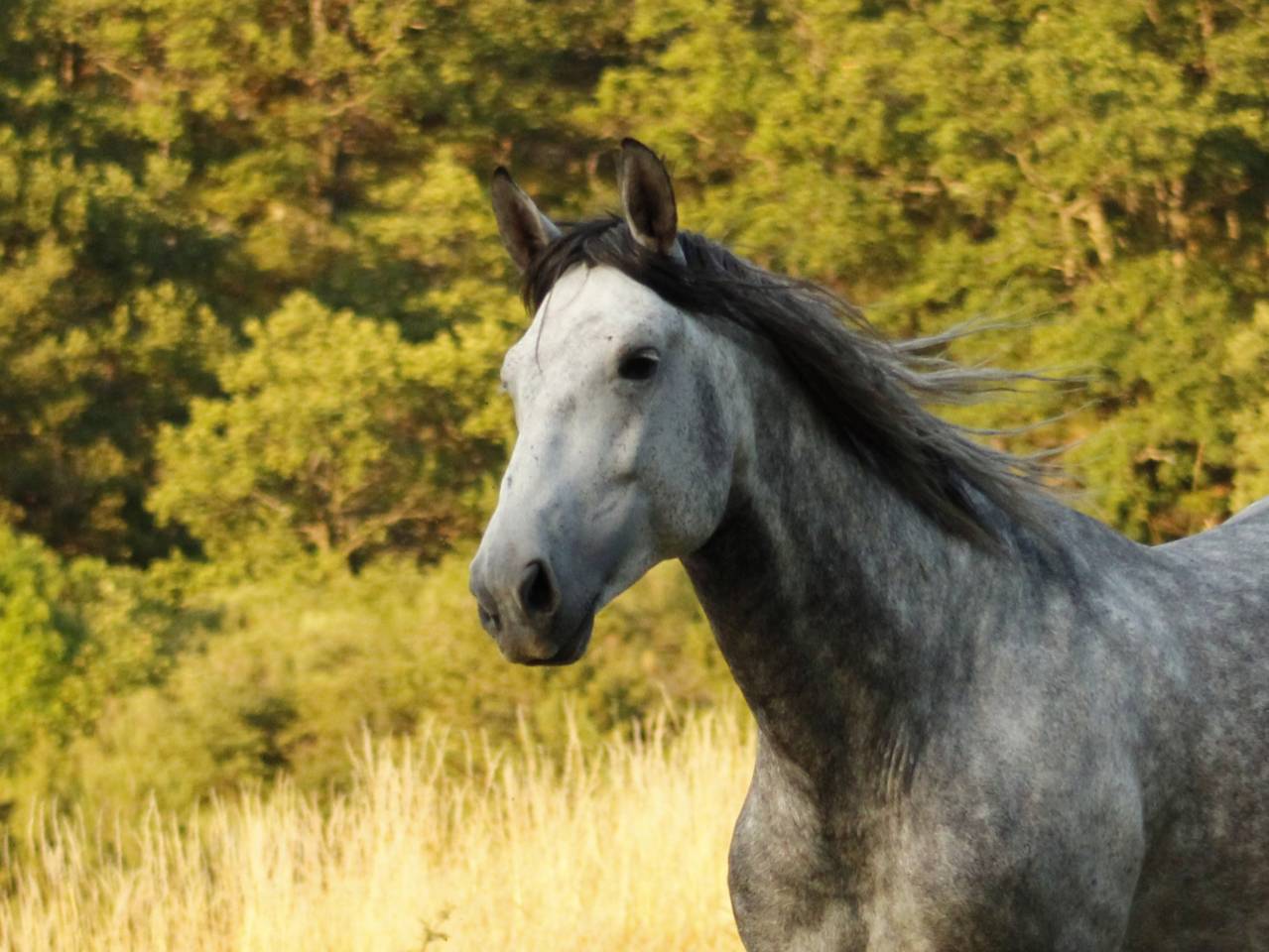 Cheval de dressage amateur 