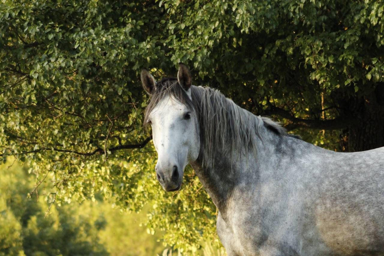 Cheval de dressage amateur 