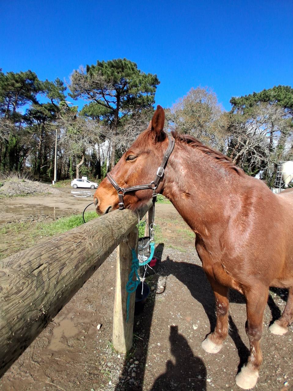 Cheval loisir/rando/ western demi-sang