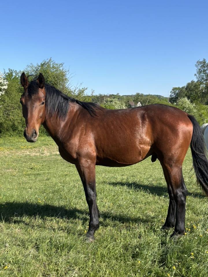Poulain oldenbourg 