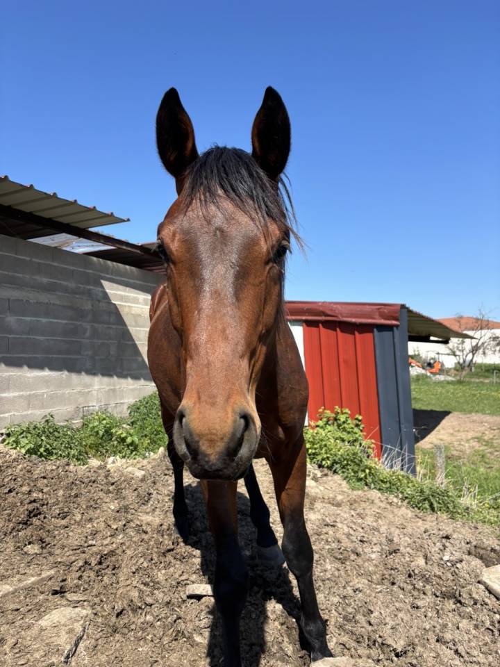 Poulain oldenbourg 