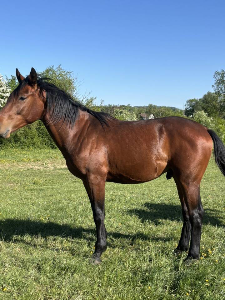 Poulain oldenbourg 