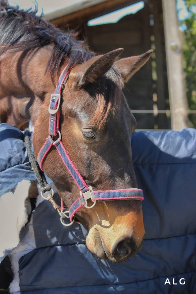 Zangersheide de 5 ans &agrave; vendre  