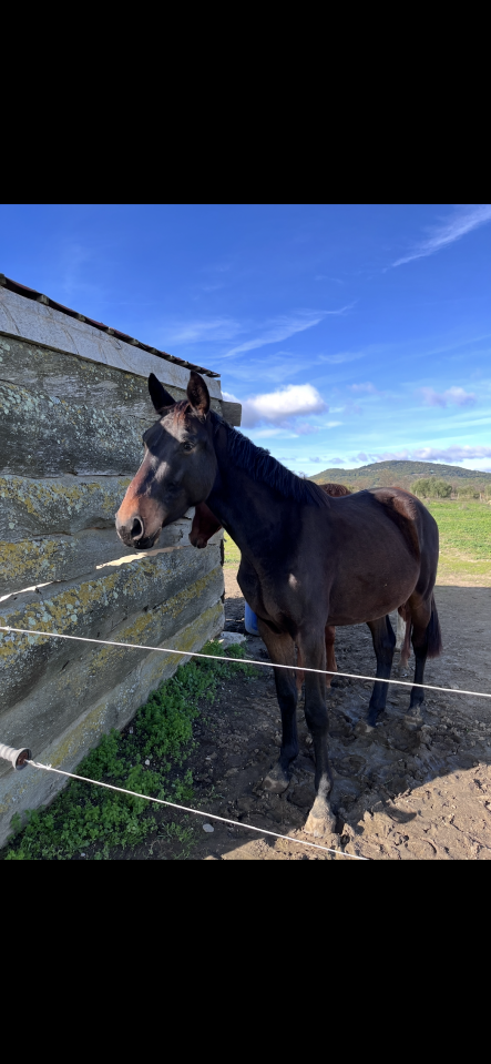 Zangersheide de 5 ans &agrave; vendre  