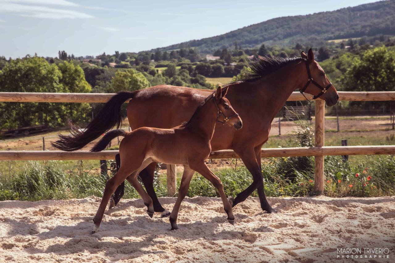 FOAL ?✨ Quetzal Bois Dieu &ndash; &Agrave; r&eacute;server !