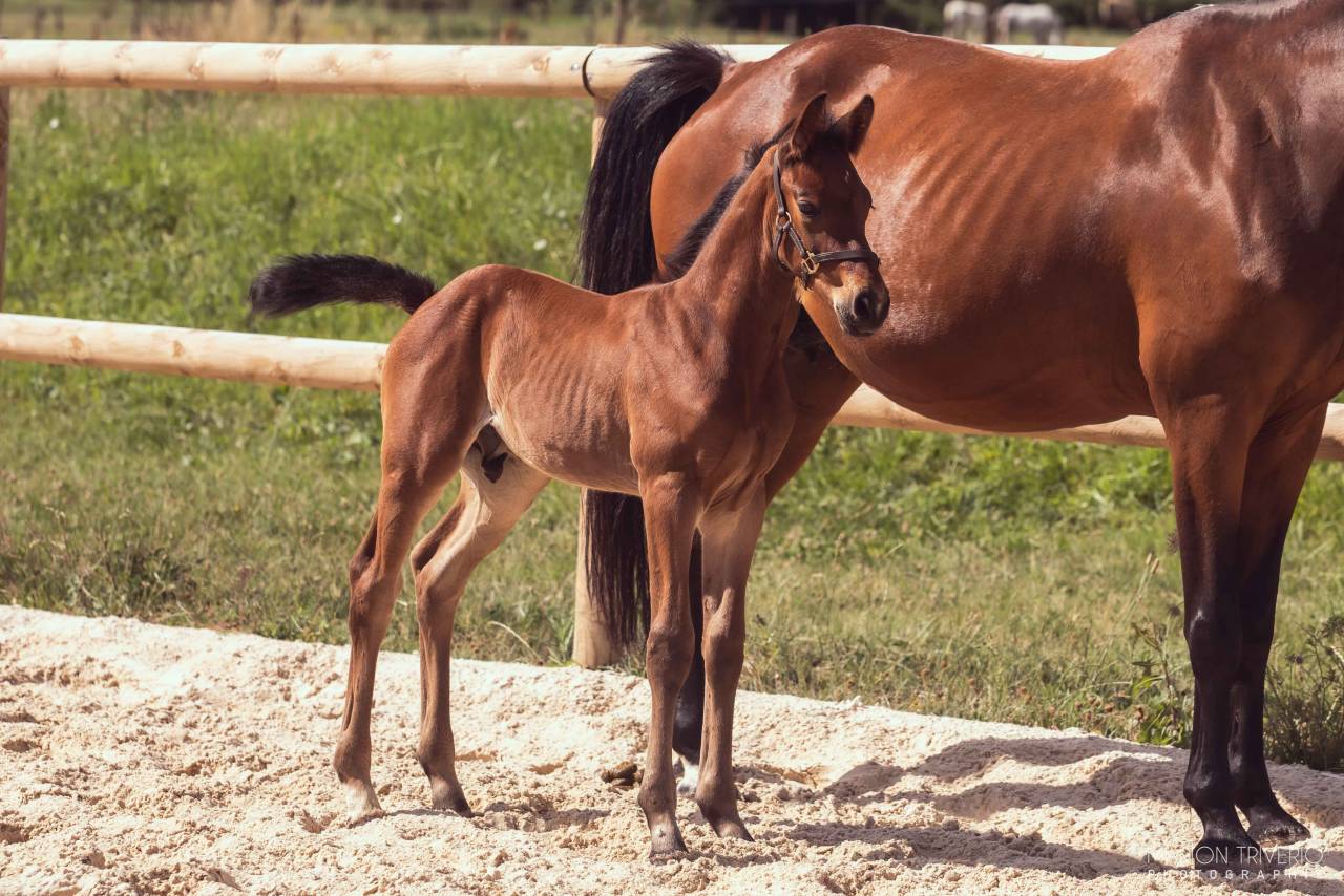 FOAL ?✨ Quetzal Bois Dieu &ndash; &Agrave; r&eacute;server !