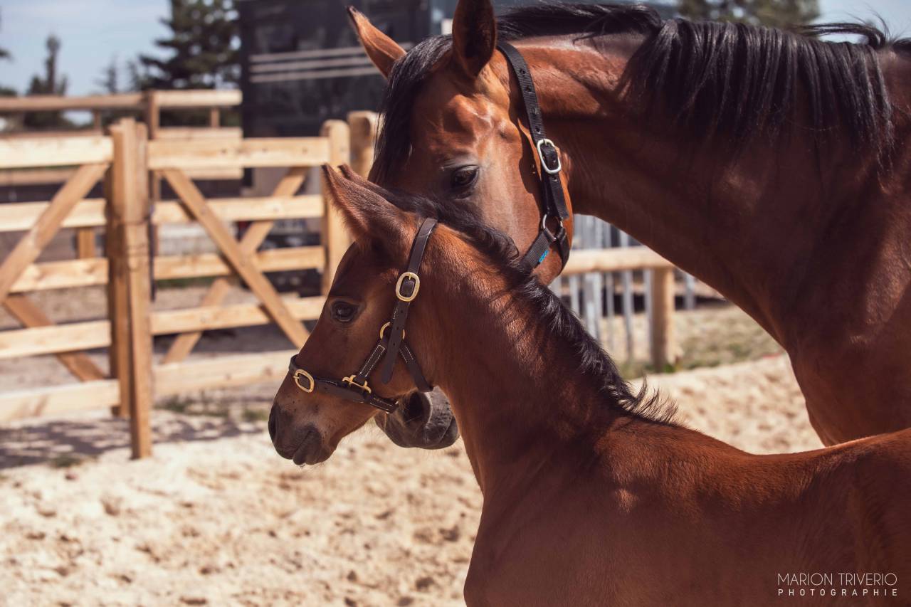 FOAL ?✨ Quetzal Bois Dieu &ndash; &Agrave; r&eacute;server !