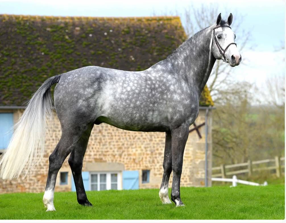 Poulain SF Ulmar mail x Fleuron st lois