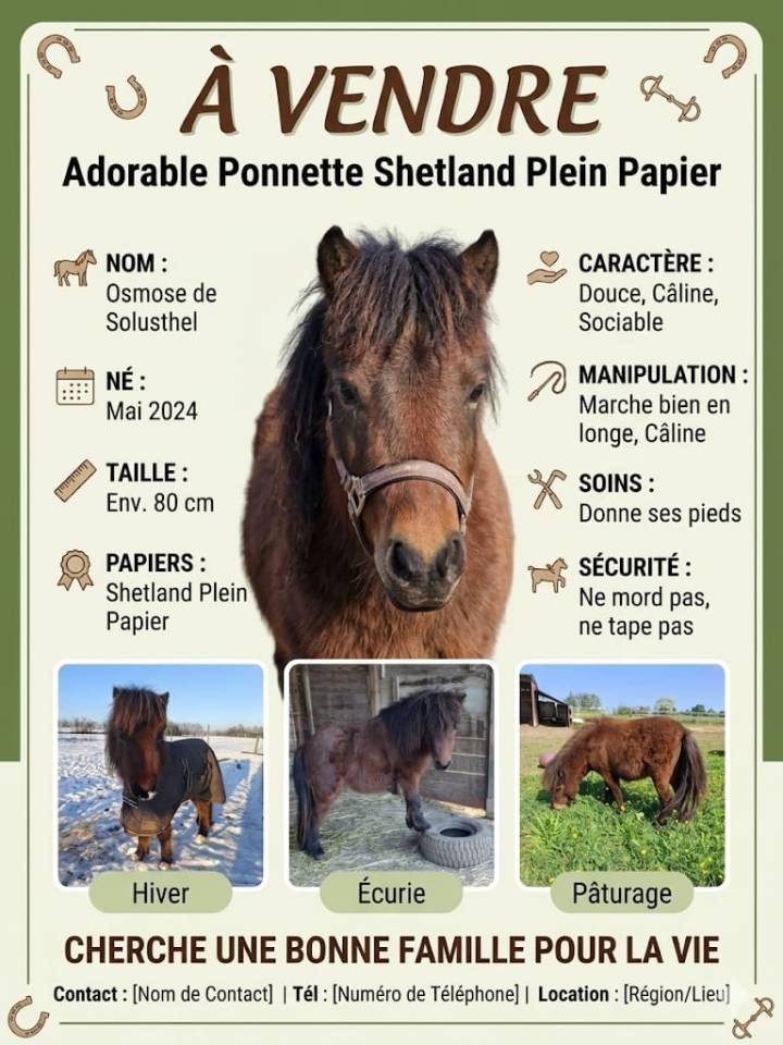 Ponette shetland 