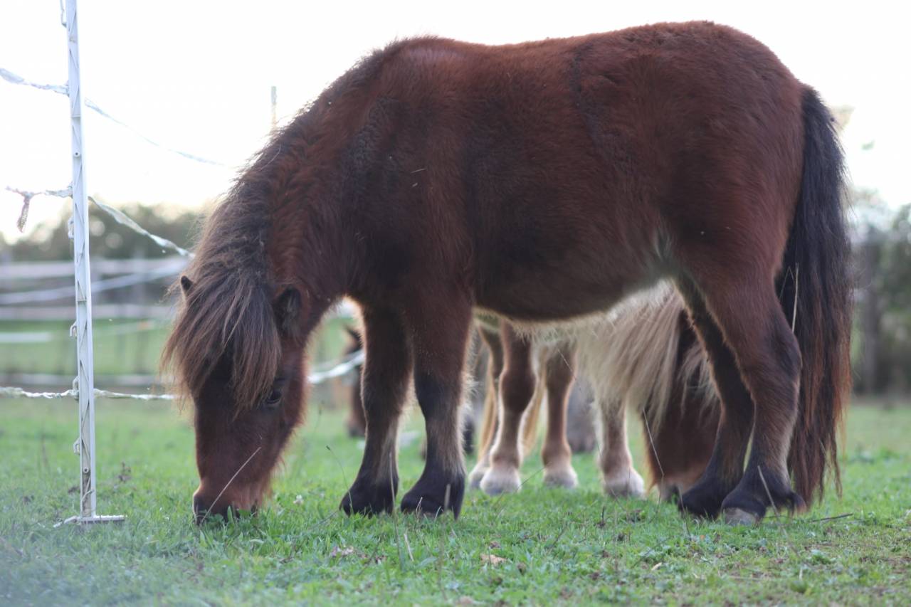 Ponette shetland 