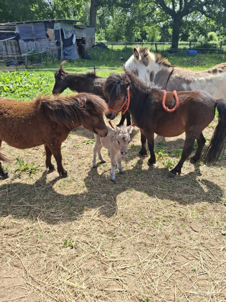 Ponette shetland 