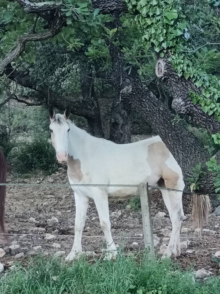 Pouliche de 2 ans &agrave; vendre