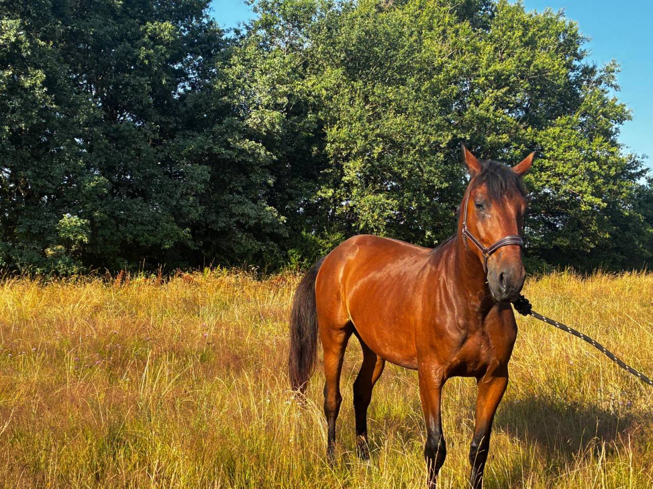 &Agrave; vendre &ndash; Super trotteur, parfaitement reconverti