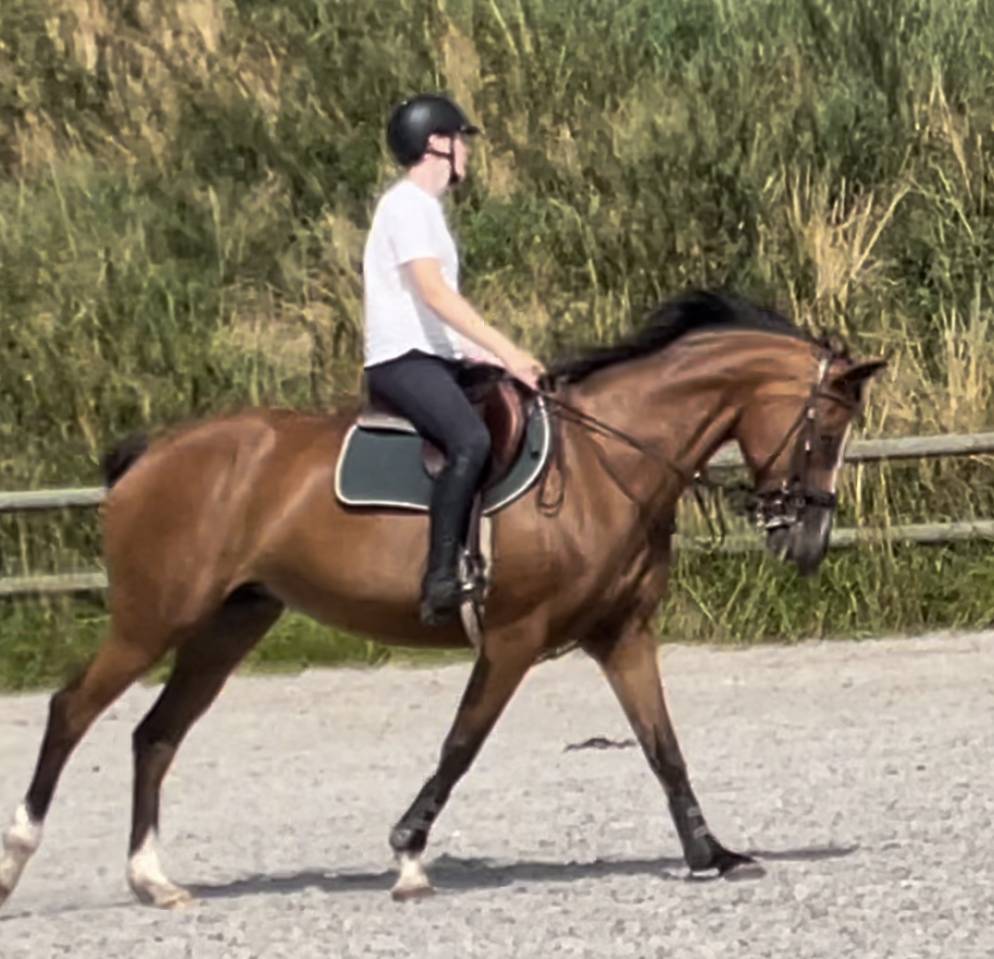 Jument SF 16 ans pour loisirs / compagnie / pouliniere