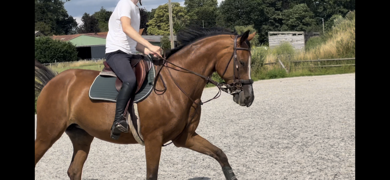 Jument SF 16 ans pour loisirs / compagnie / pouliniere