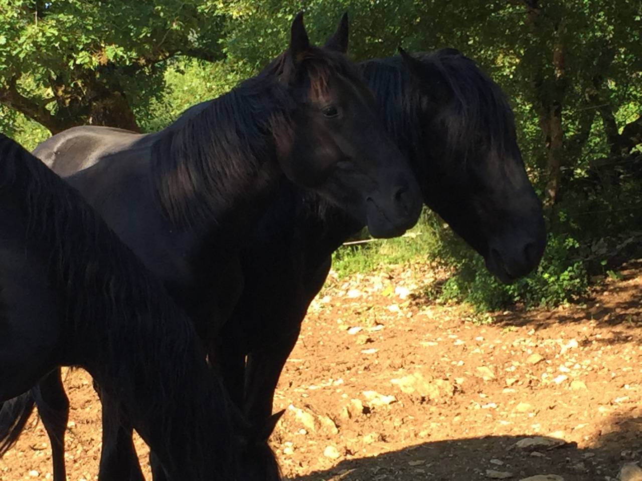 Pegasio &mdash; jeune m&acirc;le OC type Minorquin &mdash; noir profond, 