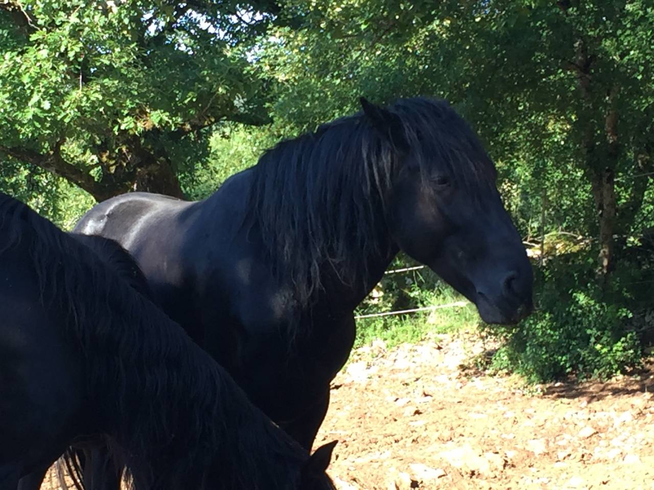  Lidalgo &mdash; Grand cheval noir type Minorquin &mdash; robe prof