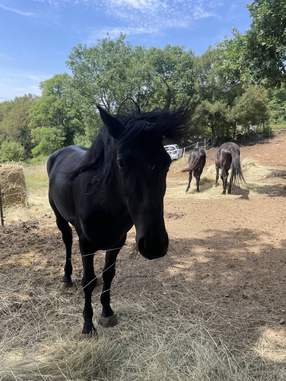  Lidalgo &mdash; Grand cheval noir type Minorquin &mdash; robe prof