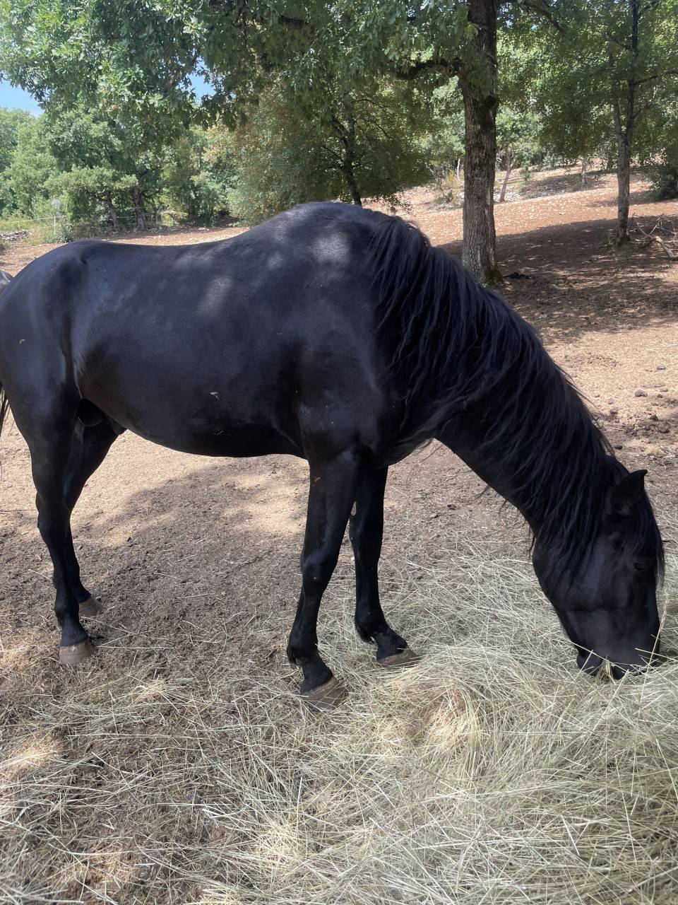  Lidalgo &mdash; Grand cheval noir type Minorquin &mdash; robe prof