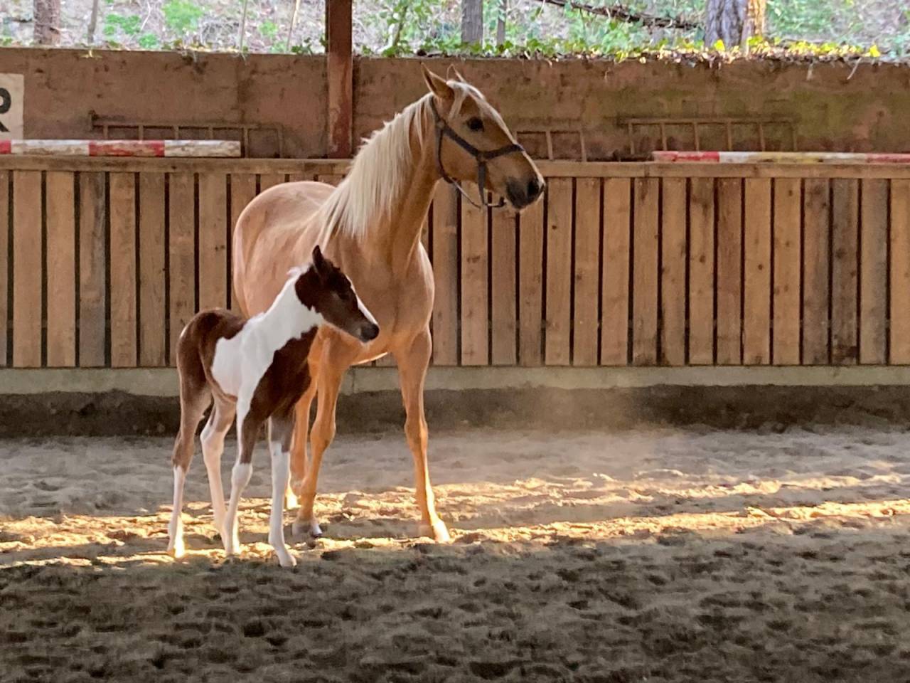 &Agrave; VENDRE &ndash; Magnifique poulain pie crois&eacute; Paint Horse