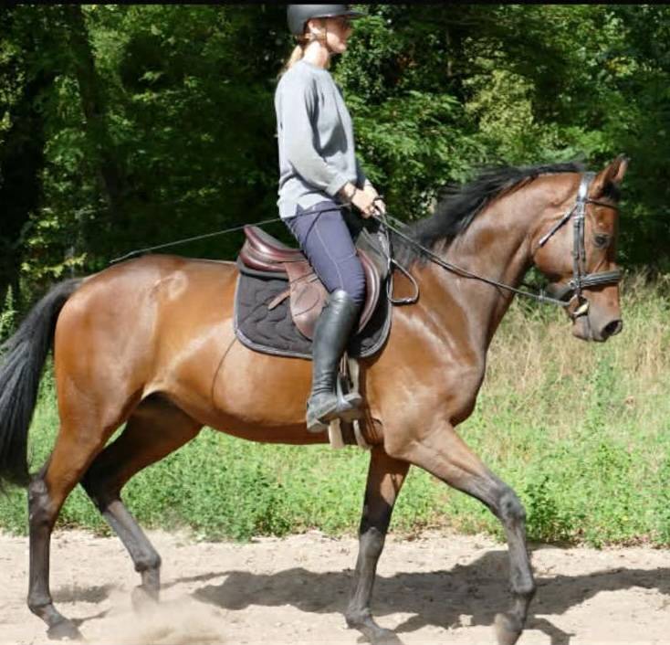 Impact Dream hongre pur-sang 5 ans