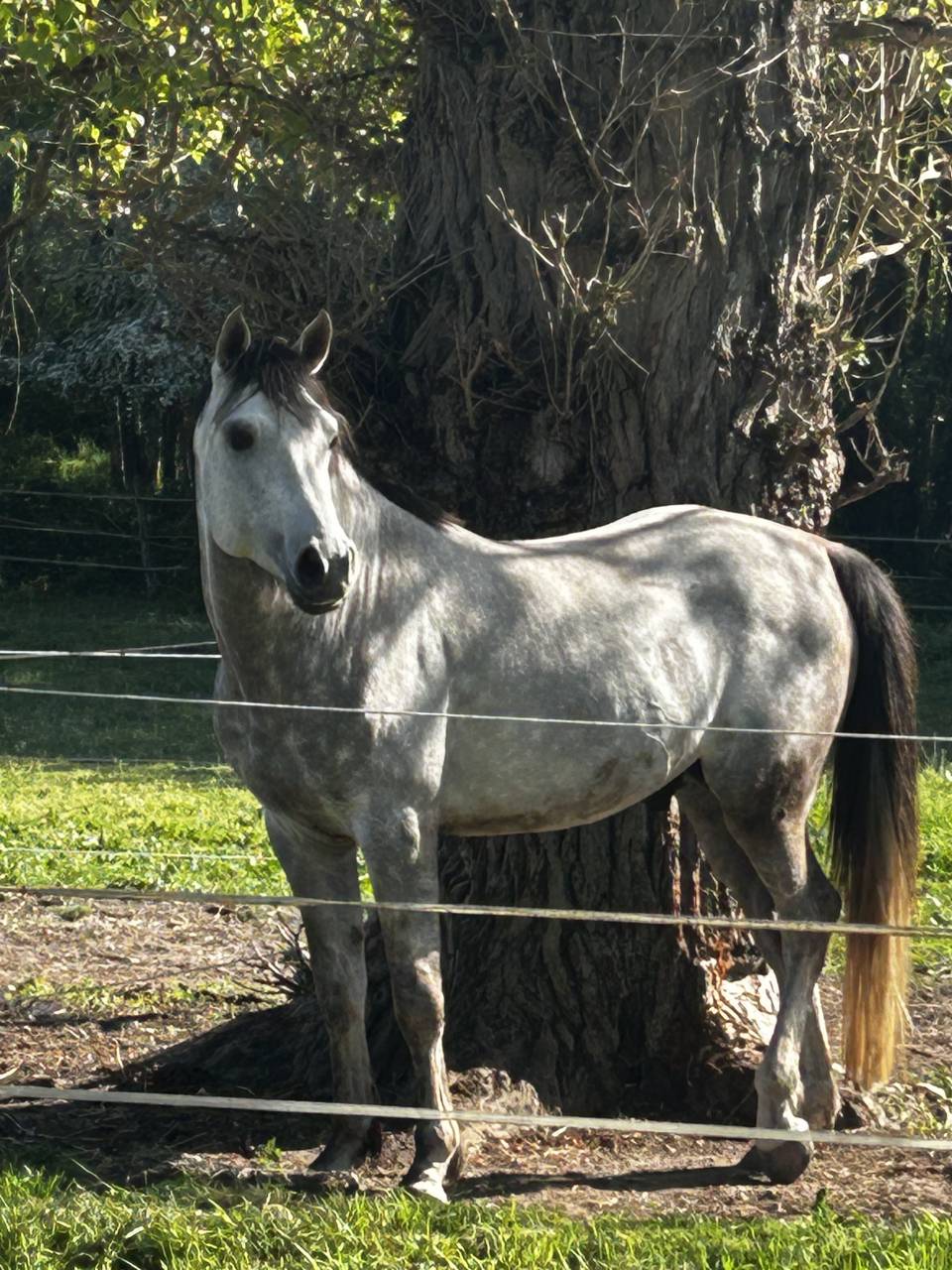 Cheval Pure Sang Arabe 5ans 