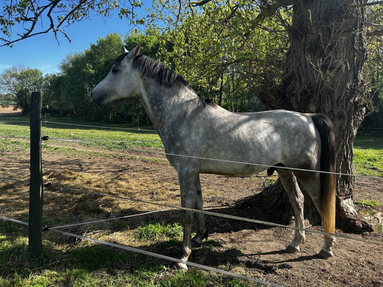 Cheval Pure Sang Arabe 5ans 