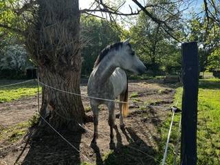 Cheval Pure Sang Arabe 5ans 