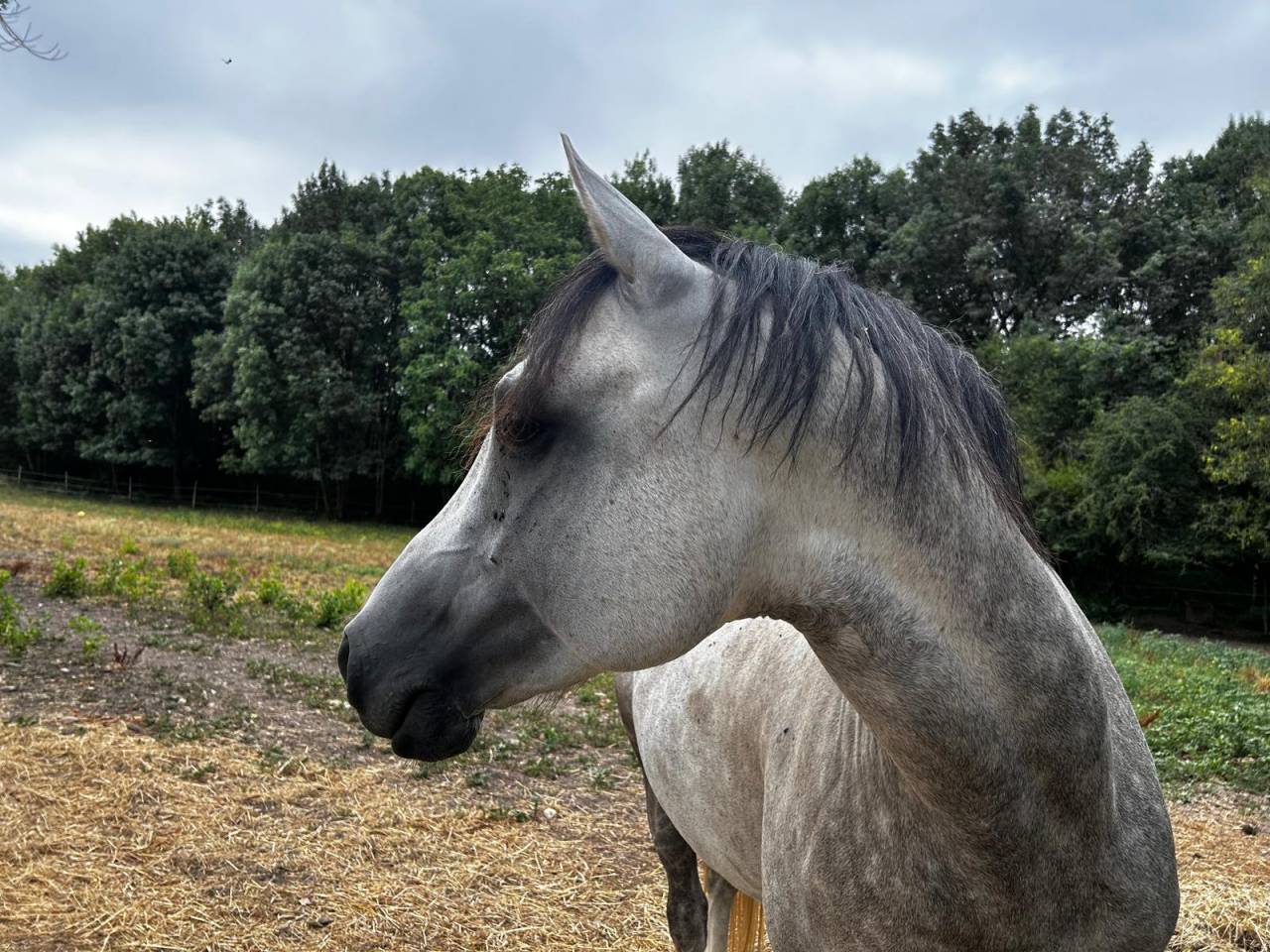 Cheval Pure Sang Arabe 5ans 